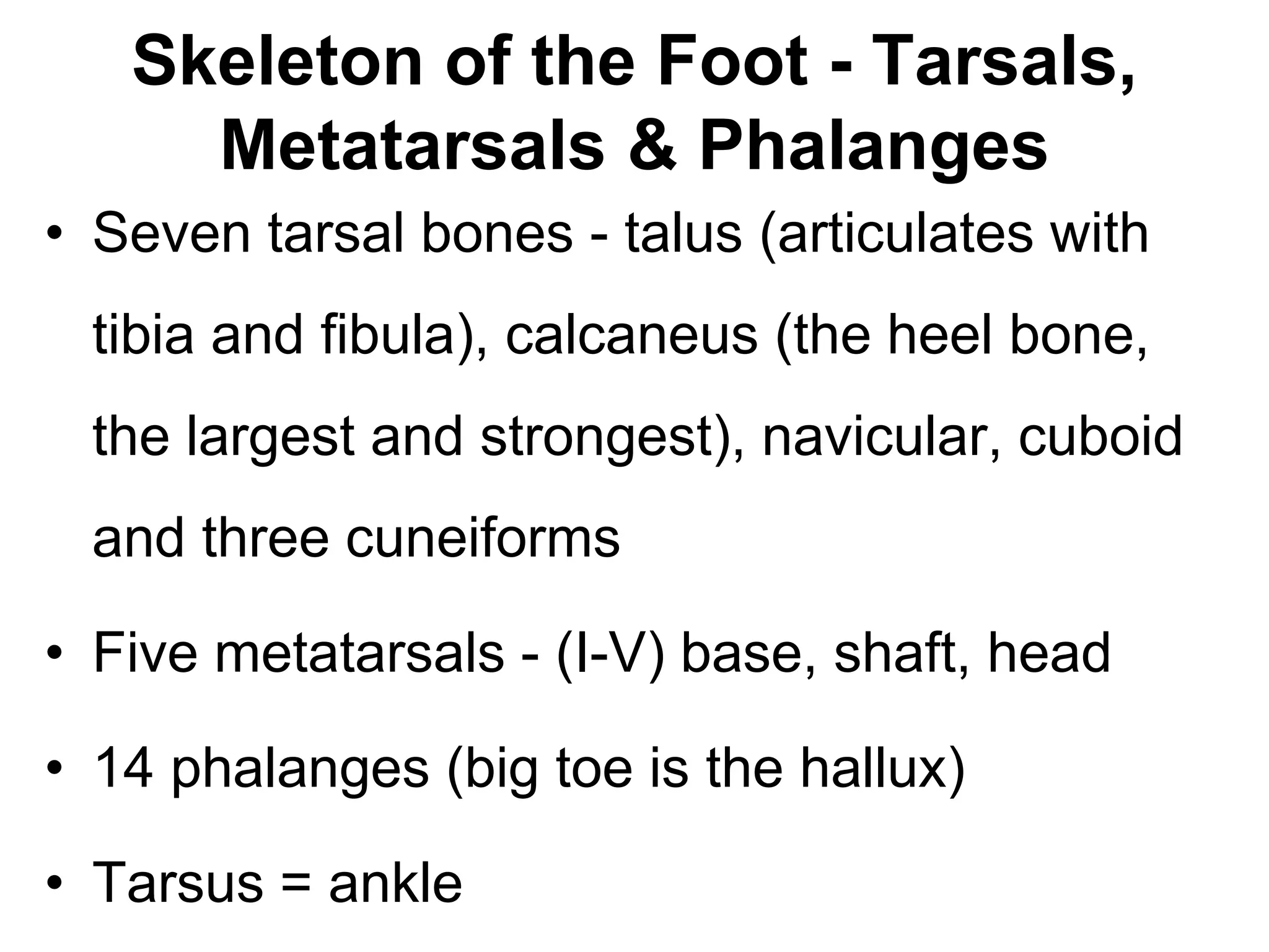 Skeleton of the Foot - Tarsals,
Metatarsals & Phalanges
• Seven tarsal bones - talus (articulates with
tibia and fibula), calcaneus (the heel bone,
the largest and strongest), navicular, cuboid
and three cuneiforms
• Five metatarsals - (I-V) base, shaft, head
• 14 phalanges (big toe is the hallux)
• Tarsus = ankle
 