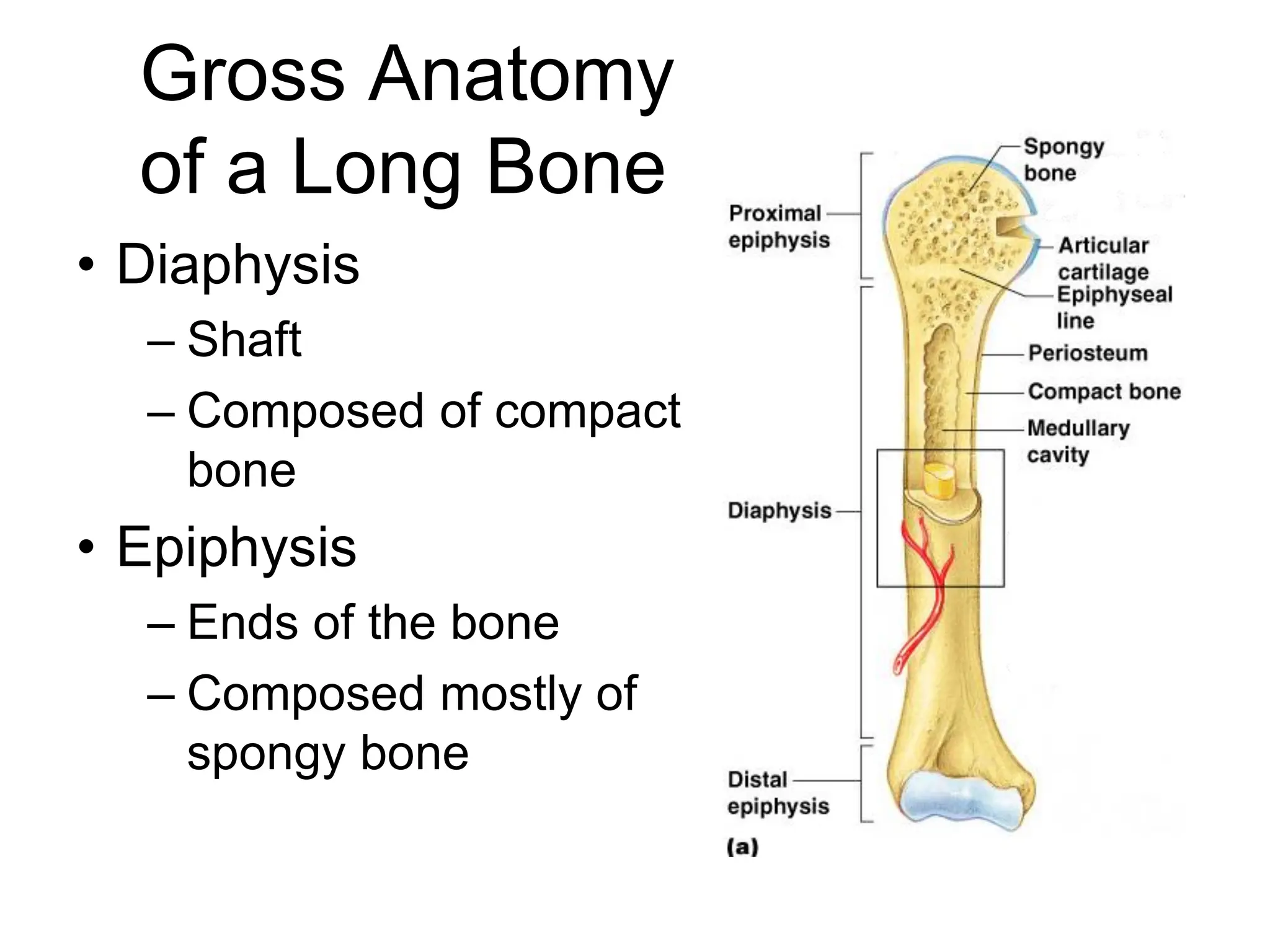 Gross Anatomy
of a Long Bone
• Diaphysis
– Shaft
– Composed of compact
bone
• Epiphysis
– Ends of the bone
– Composed mostly of
spongy bone
 