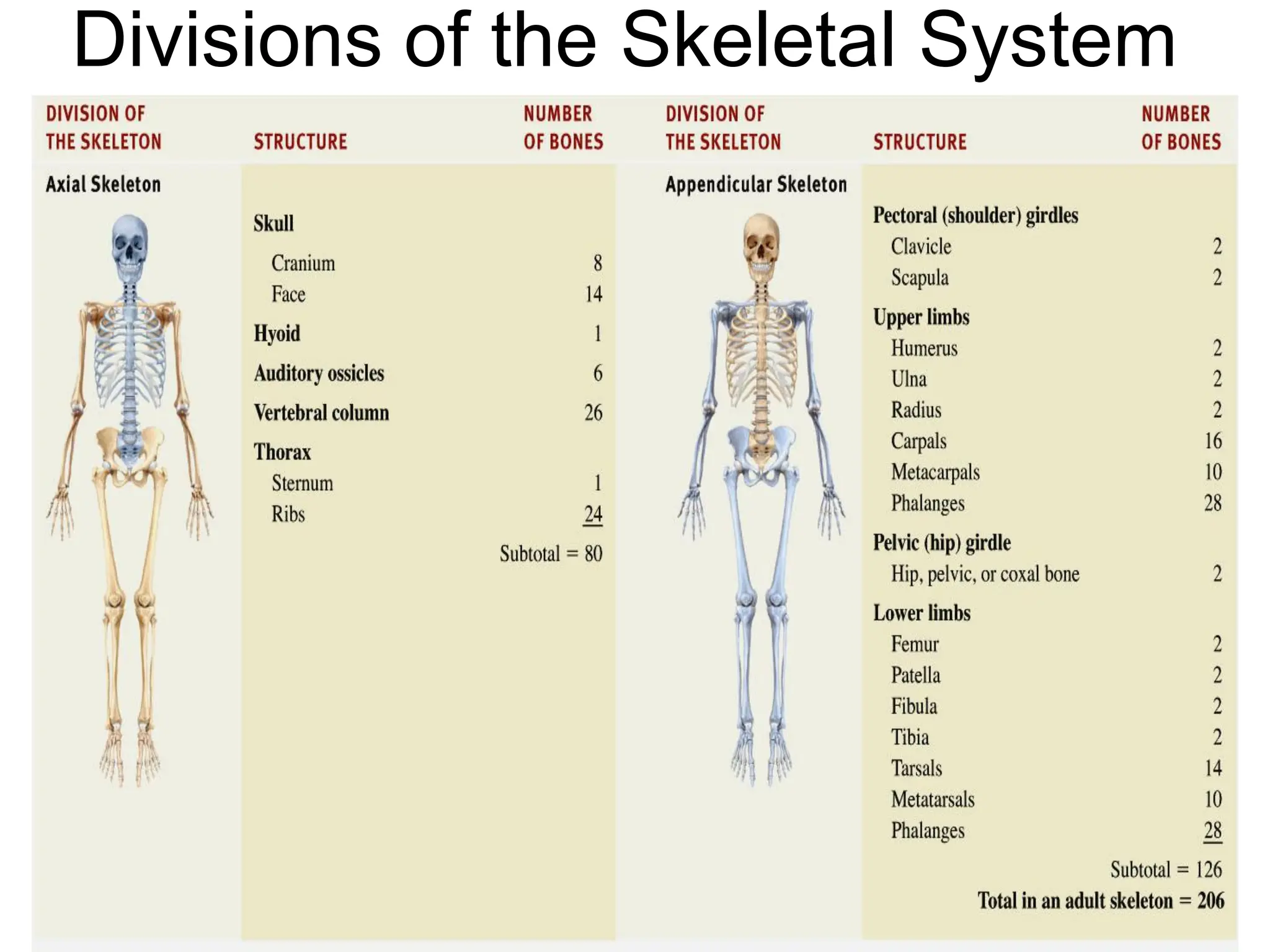 Divisions of the Skeletal System
 