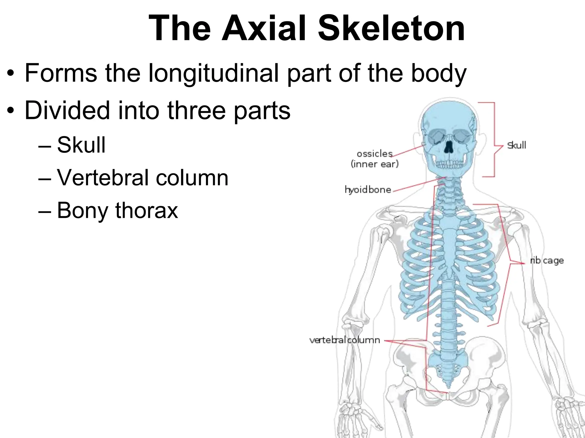 The Axial Skeleton
• Forms the longitudinal part of the body
• Divided into three parts
– Skull
– Vertebral column
– Bony thorax
 