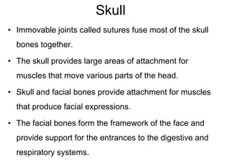 Skull
• Immovable joints called sutures fuse most of the skull
bones together.
• The skull provides large areas of attachment for
muscles that move various parts of the head.
• Skull and facial bones provide attachment for muscles
that produce facial expressions.
• The facial bones form the framework of the face and
provide support for the entrances to the digestive and
respiratory systems.
 