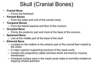 Skull (Cranial Bones)
• Frontal Bone
– Forms the forehead
• Parietal Bones
– Form the sides and roof of the cranial cavity
• Temporal Bones
– Form the lateral aspects and floor of the cranium
• Occipital Bone
– Forms the posterior part and most of the base of the cranium
• Sphenoid Bone
– Lies at the middle part of the base of the skull
• Ethmoid Bone
– Located on the midline in the anterior part of the cranial floor medial to
the orbits
– A major superior supporting structure of the nasal cavity
– Contain thin projections called conchae which are lined by mucous
membranes
– Increased surface area in the nasal cavity helps to humidify inhaled air
trapping inhaled particles
 