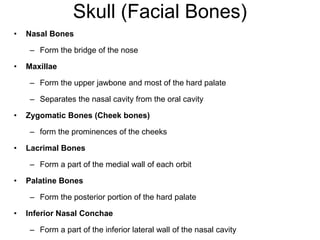 Skull (Facial Bones)
• Nasal Bones
– Form the bridge of the nose
• Maxillae
– Form the upper jawbone and most of the hard palate
– Separates the nasal cavity from the oral cavity
• Zygomatic Bones (Cheek bones)
– form the prominences of the cheeks
• Lacrimal Bones
– Form a part of the medial wall of each orbit
• Palatine Bones
– Form the posterior portion of the hard palate
• Inferior Nasal Conchae
– Form a part of the inferior lateral wall of the nasal cavity
 