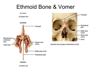 Ethmoid Bone & Vomer
 