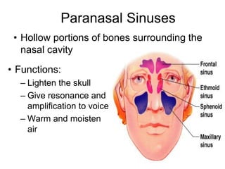 Paranasal Sinuses
• Hollow portions of bones surrounding the
nasal cavity
• Functions:
– Lighten the skull
– Give resonance and
amplification to voice
– Warm and moisten
air
 