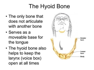 The Hyoid Bone
• The only bone that
does not articulate
with another bone
• Serves as a
moveable base for
the tongue
• The hyoid bone also
helps to keep the
larynx (voice box)
open at all times
 