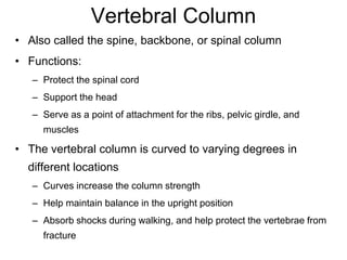 Vertebral Column
• Also called the spine, backbone, or spinal column
• Functions:
– Protect the spinal cord
– Support the head
– Serve as a point of attachment for the ribs, pelvic girdle, and
muscles
• The vertebral column is curved to varying degrees in
different locations
– Curves increase the column strength
– Help maintain balance in the upright position
– Absorb shocks during walking, and help protect the vertebrae from
fracture
 