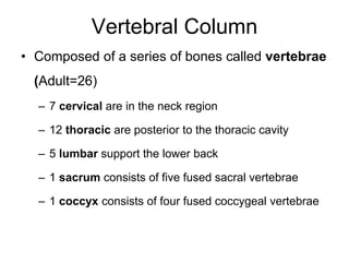Vertebral Column
• Composed of a series of bones called vertebrae
(Adult=26)
– 7 cervical are in the neck region
– 12 thoracic are posterior to the thoracic cavity
– 5 lumbar support the lower back
– 1 sacrum consists of five fused sacral vertebrae
– 1 coccyx consists of four fused coccygeal vertebrae
 