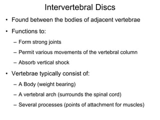 Intervertebral Discs
• Found between the bodies of adjacent vertebrae
• Functions to:
– Form strong joints
– Permit various movements of the vertebral column
– Absorb vertical shock
• Vertebrae typically consist of:
– A Body (weight bearing)
– A vertebral arch (surrounds the spinal cord)
– Several processes (points of attachment for muscles)
 