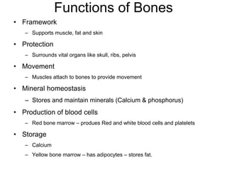 Functions of Bones
• Framework
– Supports muscle, fat and skin
• Protection
– Surrounds vital organs like skull, ribs, pelvis
• Movement
– Muscles attach to bones to provide movement
• Mineral homeostasis
– Stores and maintain minerals (Calcium & phosphorus)
• Production of blood cells
– Red bone marrow – produes Red and white blood cells and platelets
• Storage
– Calcium
– Yellow bone marrow – has adipocytes – stores fat.
 
