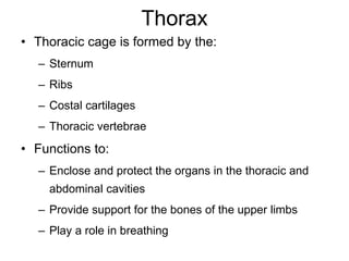 Thorax
• Thoracic cage is formed by the:
– Sternum
– Ribs
– Costal cartilages
– Thoracic vertebrae
• Functions to:
– Enclose and protect the organs in the thoracic and
abdominal cavities
– Provide support for the bones of the upper limbs
– Play a role in breathing
 