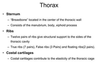 Thorax
• Sternum
– “Breastbone” located in the center of the thoracic wall
– Consists of the manubrium, body, xiphoid process
• Ribs
– Twelve pairs of ribs give structural support to the sides of the
thoracic cavity
– True ribs (7 pairs), False ribs (3 Pairs) and floating ribs(2 pairs).
• Costal cartilages
– Costal cartilages contribute to the elasticity of the thoracic cage
 