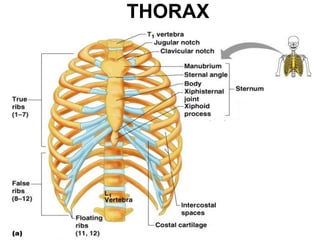 THORAX
 