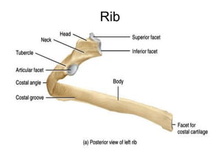 Rib
 