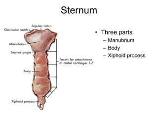 Sternum
• Three parts
– Manubrium
– Body
– Xiphoid process
 