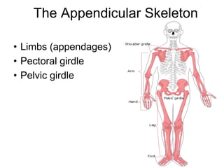 The Appendicular Skeleton
• Limbs (appendages)
• Pectoral girdle
• Pelvic girdle
 