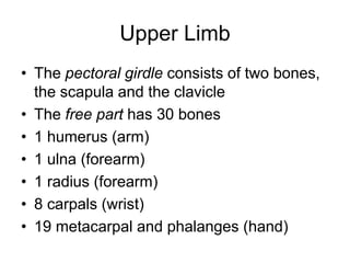 Upper Limb
• The pectoral girdle consists of two bones,
the scapula and the clavicle
• The free part has 30 bones
• 1 humerus (arm)
• 1 ulna (forearm)
• 1 radius (forearm)
• 8 carpals (wrist)
• 19 metacarpal and phalanges (hand)
 
