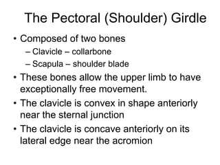 The Pectoral (Shoulder) Girdle
• Composed of two bones
– Clavicle – collarbone
– Scapula – shoulder blade
• These bones allow the upper limb to have
exceptionally free movement.
• The clavicle is convex in shape anteriorly
near the sternal junction
• The clavicle is concave anteriorly on its
lateral edge near the acromion
 