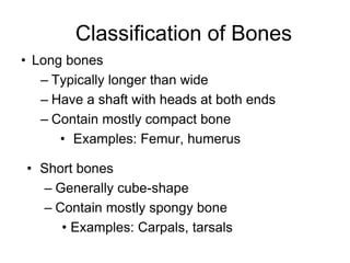 Classification of Bones
• Long bones
– Typically longer than wide
– Have a shaft with heads at both ends
– Contain mostly compact bone
• Examples: Femur, humerus
• Short bones
– Generally cube-shape
– Contain mostly spongy bone
• Examples: Carpals, tarsals
 