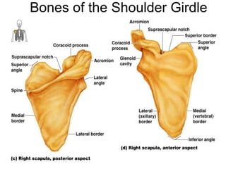 Bones of the Shoulder Girdle
 