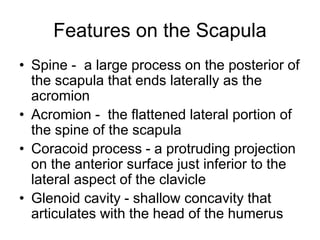 Features on the Scapula
• Spine - a large process on the posterior of
the scapula that ends laterally as the
acromion
• Acromion - the flattened lateral portion of
the spine of the scapula
• Coracoid process - a protruding projection
on the anterior surface just inferior to the
lateral aspect of the clavicle
• Glenoid cavity - shallow concavity that
articulates with the head of the humerus
 