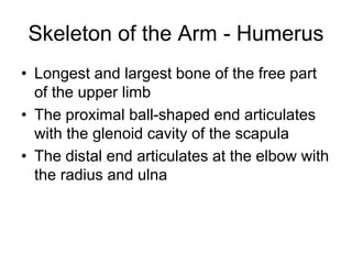 Skeleton of the Arm - Humerus
• Longest and largest bone of the free part
of the upper limb
• The proximal ball-shaped end articulates
with the glenoid cavity of the scapula
• The distal end articulates at the elbow with
the radius and ulna
 