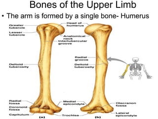 Bones of the Upper Limb
• The arm is formed by a single bone- Humerus
 