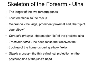 Skeleton of the Forearm - Ulna
• The longer of the two forearm bones
• Located medial to the radius
• Olecranon - the large, prominent proximal end, the “tip of
your elbow”
• Coronoid process - the anterior “lip” of the proximal ulna
• Trochlear notch - the deep fossa that receives the
trochlea of the humerus during elbow flexion
• Styloid process - the thin cylindrical projection on the
posterior side of the ulna’s head
 
