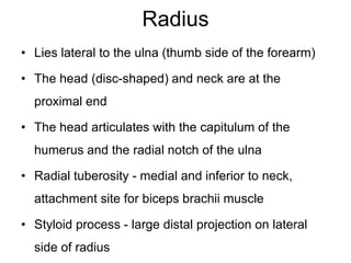Radius
• Lies lateral to the ulna (thumb side of the forearm)
• The head (disc-shaped) and neck are at the
proximal end
• The head articulates with the capitulum of the
humerus and the radial notch of the ulna
• Radial tuberosity - medial and inferior to neck,
attachment site for biceps brachii muscle
• Styloid process - large distal projection on lateral
side of radius
 