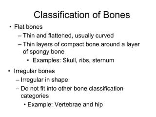 Classification of Bones
• Flat bones
– Thin and flattened, usually curved
– Thin layers of compact bone around a layer
of spongy bone
• Examples: Skull, ribs, sternum
• Irregular bones
– Irregular in shape
– Do not fit into other bone classification
categories
• Example: Vertebrae and hip
 
