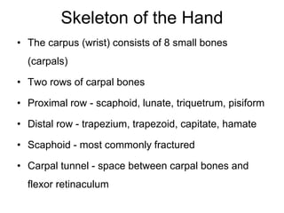 Skeleton of the Hand
• The carpus (wrist) consists of 8 small bones
(carpals)
• Two rows of carpal bones
• Proximal row - scaphoid, lunate, triquetrum, pisiform
• Distal row - trapezium, trapezoid, capitate, hamate
• Scaphoid - most commonly fractured
• Carpal tunnel - space between carpal bones and
flexor retinaculum
 
