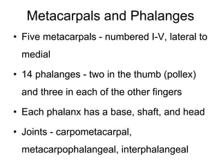 Metacarpals and Phalanges
• Five metacarpals - numbered I-V, lateral to
medial
• 14 phalanges - two in the thumb (pollex)
and three in each of the other fingers
• Each phalanx has a base, shaft, and head
• Joints - carpometacarpal,
metacarpophalangeal, interphalangeal
 