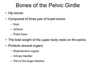 Bones of the Pelvic Girdle
• Hip bones
• Composed of three pair of fused bones
– Ilium
– Ischium
– Pubic bone
• The total weight of the upper body rests on the pelvis
• Protects several organs
– Reproductive organs
– Urinary bladder
– Part of the large intestine
 