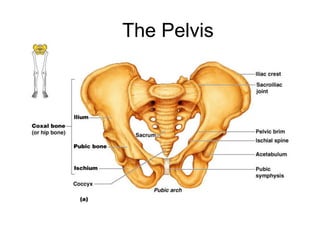 The Pelvis
 