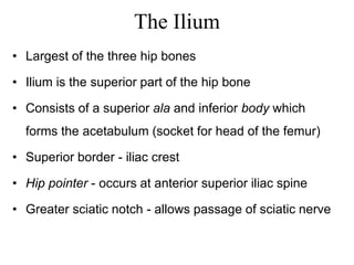 The Ilium
• Largest of the three hip bones
• Ilium is the superior part of the hip bone
• Consists of a superior ala and inferior body which
forms the acetabulum (socket for head of the femur)
• Superior border - iliac crest
• Hip pointer - occurs at anterior superior iliac spine
• Greater sciatic notch - allows passage of sciatic nerve
 