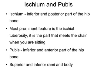 Ischium and Pubis
• Ischium - inferior and posterior part of the hip
bone
• Most prominent feature is the ischial
tuberosity, it is the part that meets the chair
when you are sitting
• Pubis - inferior and anterior part of the hip
bone
• Superior and inferior rami and body
 