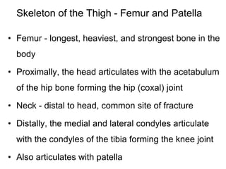 Skeleton of the Thigh - Femur and Patella
• Femur - longest, heaviest, and strongest bone in the
body
• Proximally, the head articulates with the acetabulum
of the hip bone forming the hip (coxal) joint
• Neck - distal to head, common site of fracture
• Distally, the medial and lateral condyles articulate
with the condyles of the tibia forming the knee joint
• Also articulates with patella
 