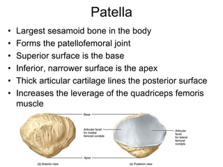 Patella
• Largest sesamoid bone in the body
• Forms the patellofemoral joint
• Superior surface is the base
• Inferior, narrower surface is the apex
• Thick articular cartilage lines the posterior surface
• Increases the leverage of the quadriceps femoris
muscle
 