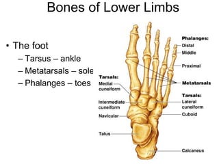 Bones of Lower Limbs
• The foot
– Tarsus – ankle
– Metatarsals – sole
– Phalanges – toes
 