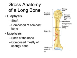 Gross Anatomy
of a Long Bone
• Diaphysis
– Shaft
– Composed of compact
bone
• Epiphysis
– Ends of the bone
– Composed mostly of
spongy bone
 