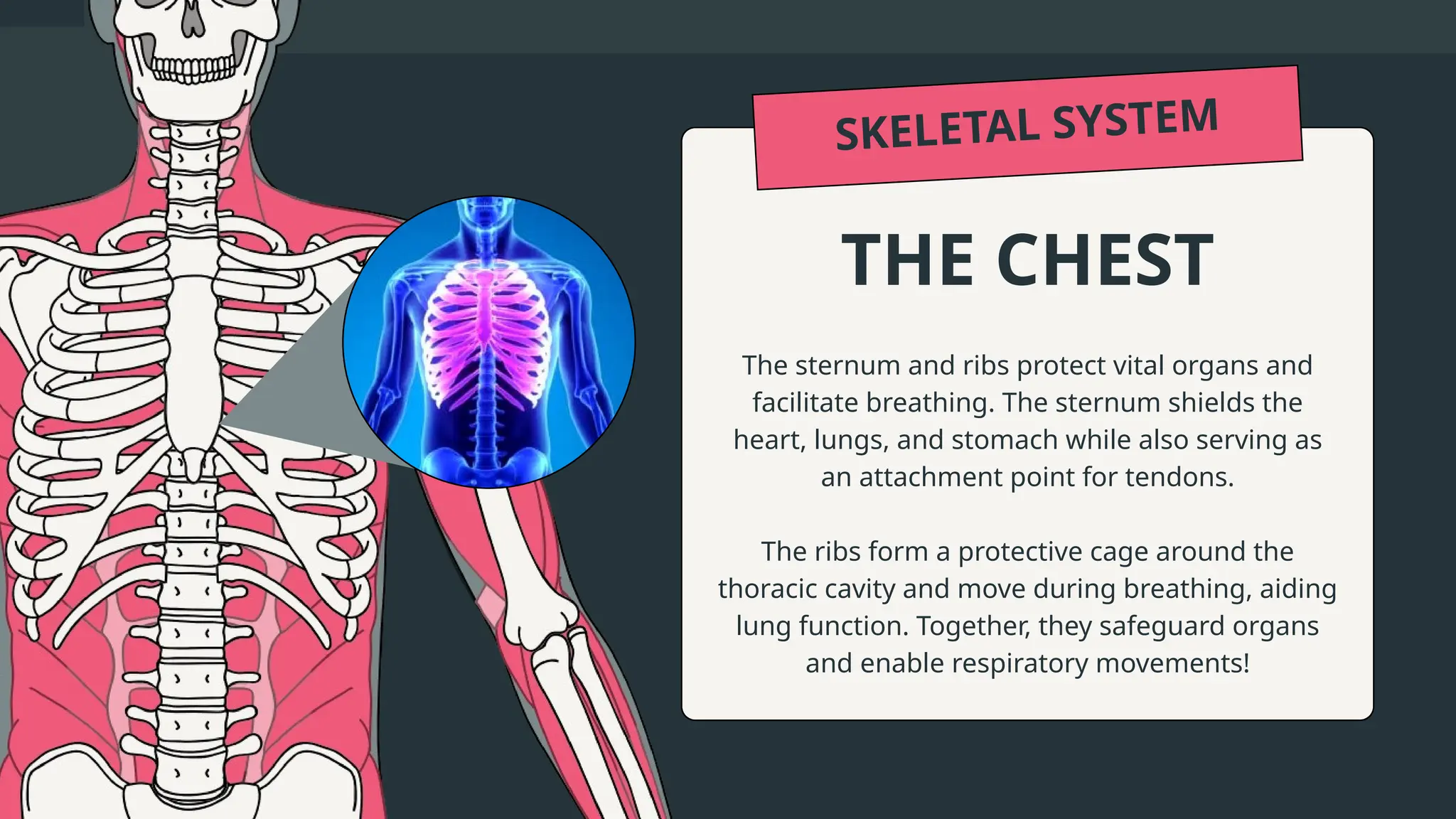 the skeletal system; understanding the framework for the human body.pptx