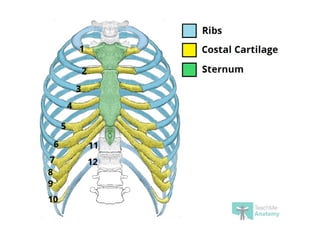 B Pharm First Year , Human Anatomy and Physiology UNIT-II Skeletal ...