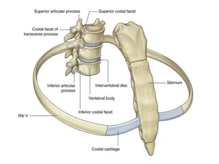 B Pharm First Year , Human Anatomy and Physiology UNIT-II Skeletal ...