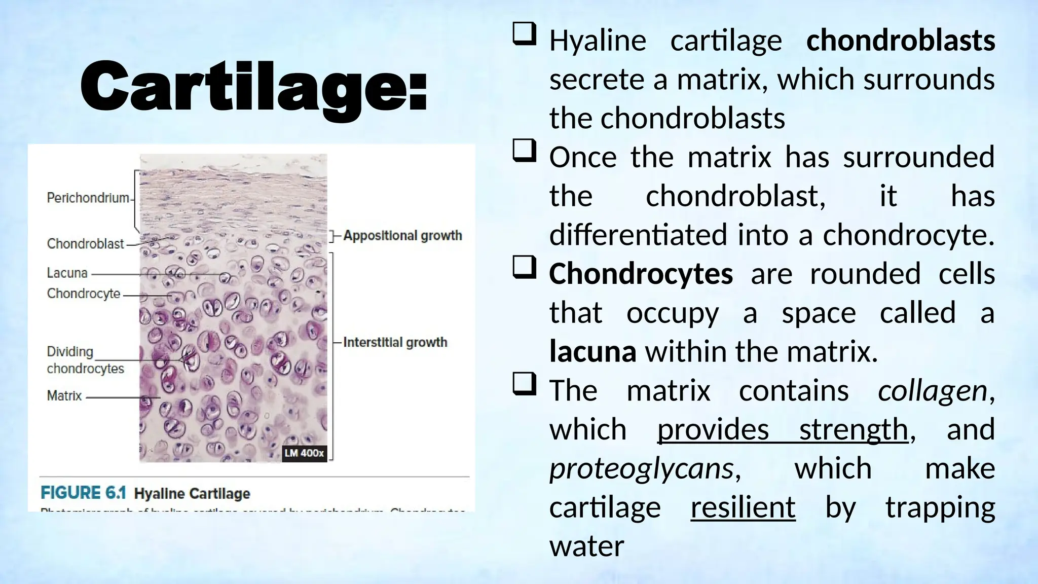 Cartilage:
 Hyaline cartilage chondroblasts
secrete a matrix, which surrounds
the chondroblasts
 Once the matrix has surrounded
the chondroblast, it has
differentiated into a chondrocyte.
 Chondrocytes are rounded cells
that occupy a space called a
lacuna within the matrix.
 The matrix contains collagen,
which provides strength, and
proteoglycans, which make
cartilage resilient by trapping
water
 
