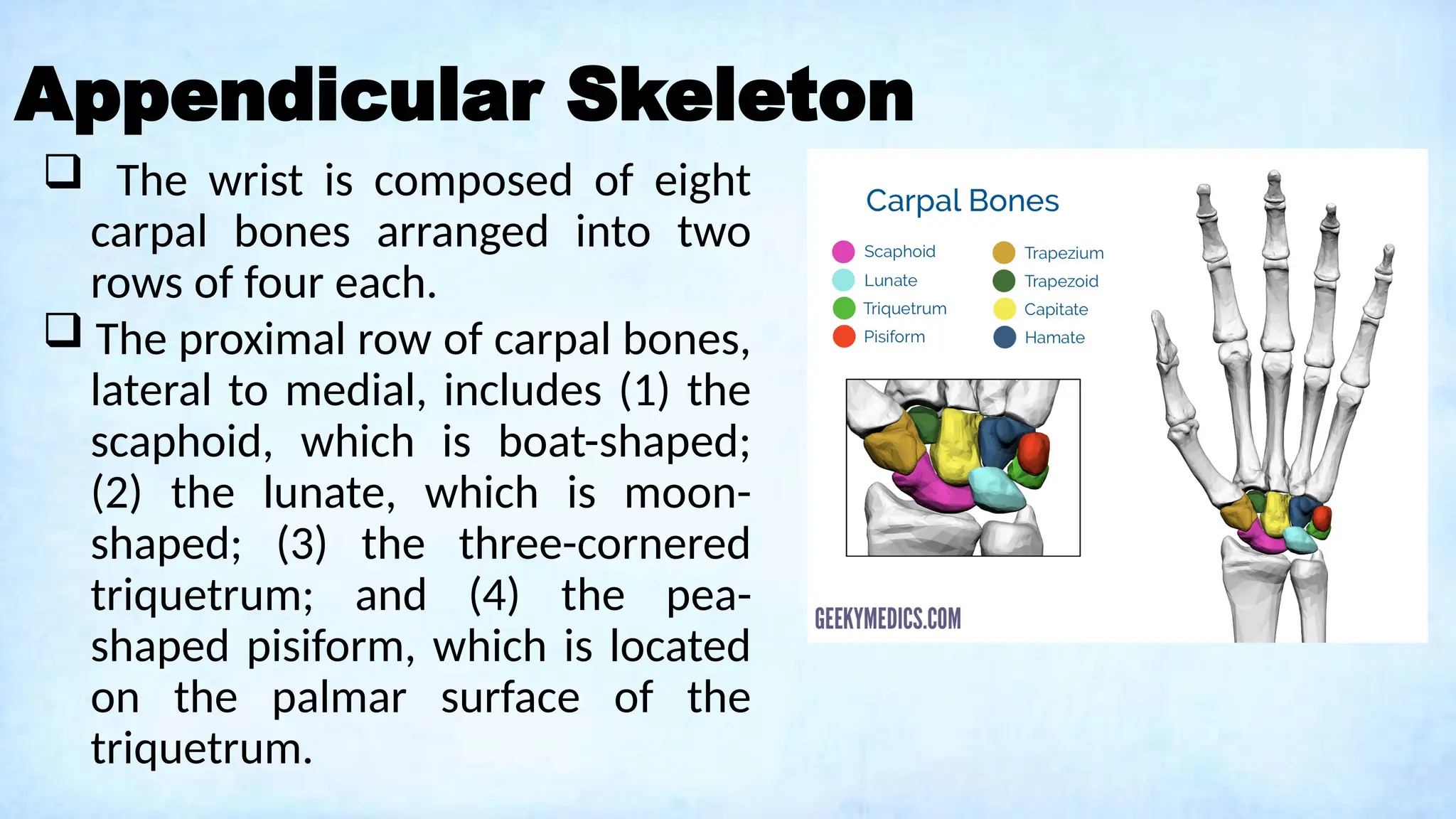 Appendicular Skeleton
 The wrist is composed of eight
carpal bones arranged into two
rows of four each.
 The proximal row of carpal bones,
lateral to medial, includes (1) the
scaphoid, which is boat-shaped;
(2) the lunate, which is moon-
shaped; (3) the three-cornered
triquetrum; and (4) the pea-
shaped pisiform, which is located
on the palmar surface of the
triquetrum.
 