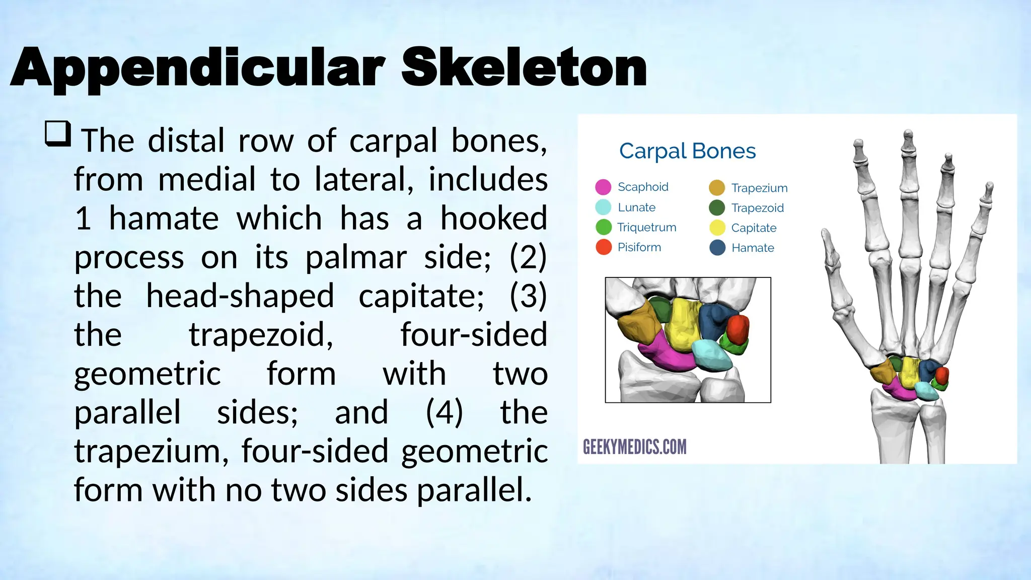 Appendicular Skeleton
 The distal row of carpal bones,
from medial to lateral, includes
1 hamate which has a hooked
process on its palmar side; (2)
the head-shaped capitate; (3)
the trapezoid, four-sided
geometric form with two
parallel sides; and (4) the
trapezium, four-sided geometric
form with no two sides parallel.
 