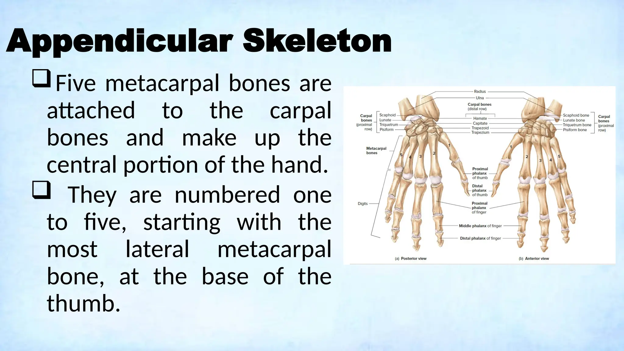 Appendicular Skeleton
Five metacarpal bones are
attached to the carpal
bones and make up the
central portion of the hand.
 They are numbered one
to five, starting with the
most lateral metacarpal
bone, at the base of the
thumb.
 