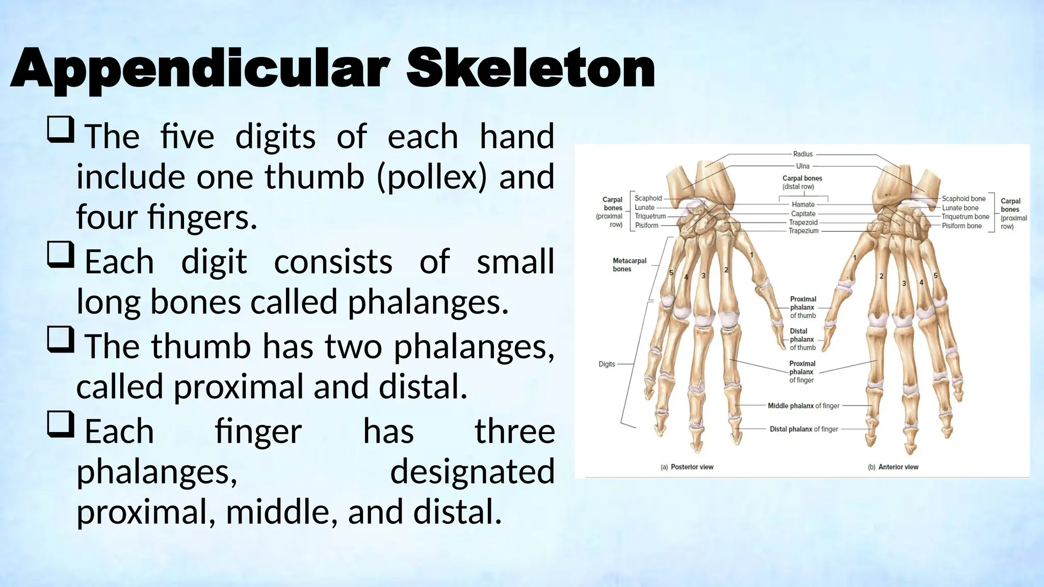 Appendicular Skeleton
 The five digits of each hand
include one thumb (pollex) and
four fingers.
 Each digit consists of small
long bones called phalanges.
 The thumb has two phalanges,
called proximal and distal.
 Each finger has three
phalanges, designated
proximal, middle, and distal.
 