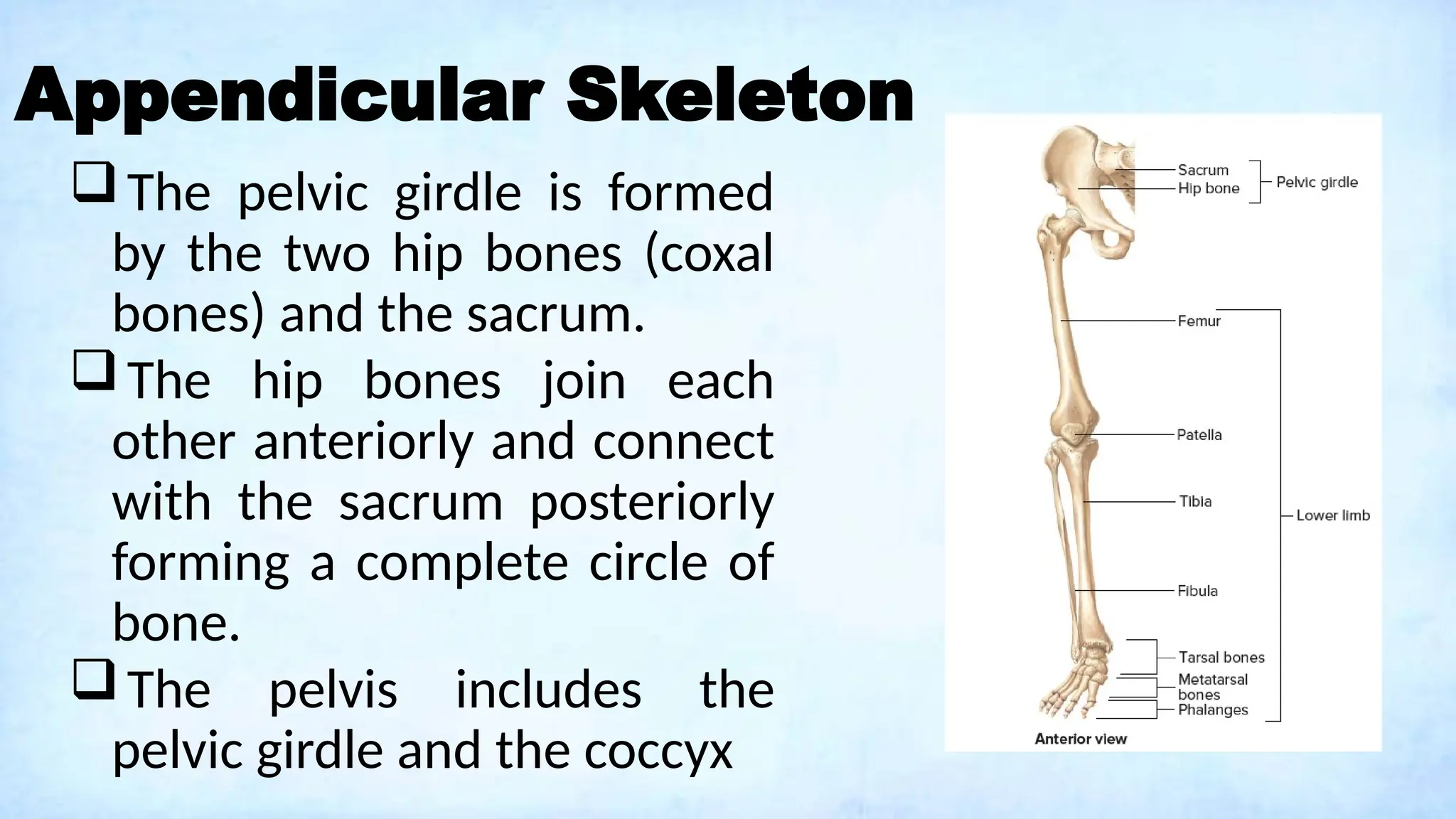 Appendicular Skeleton
The pelvic girdle is formed
by the two hip bones (coxal
bones) and the sacrum.
The hip bones join each
other anteriorly and connect
with the sacrum posteriorly
forming a complete circle of
bone.
The pelvis includes the
pelvic girdle and the coccyx
 