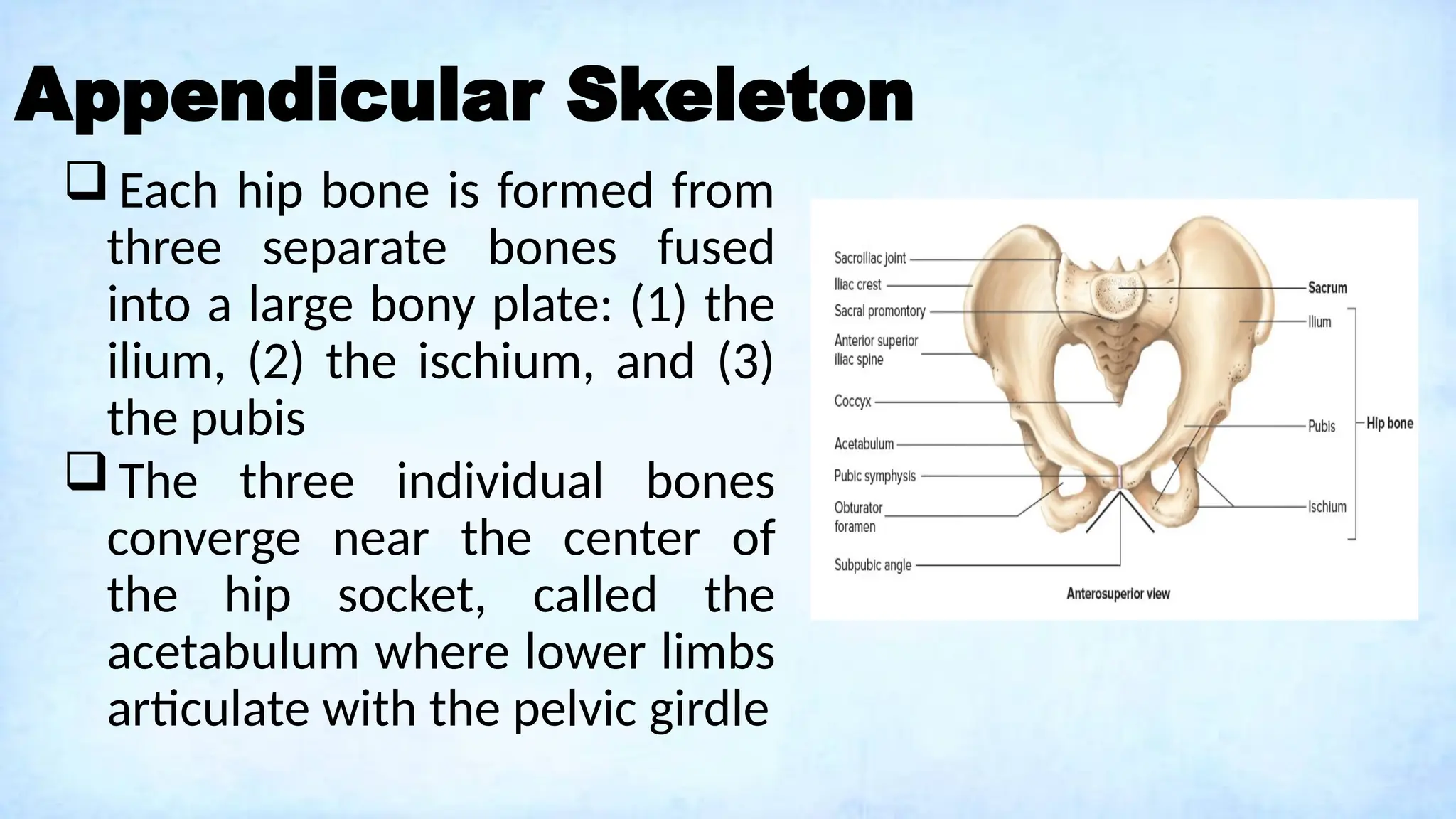 Appendicular Skeleton
 Each hip bone is formed from
three separate bones fused
into a large bony plate: (1) the
ilium, (2) the ischium, and (3)
the pubis
 The three individual bones
converge near the center of
the hip socket, called the
acetabulum where lower limbs
articulate with the pelvic girdle
 